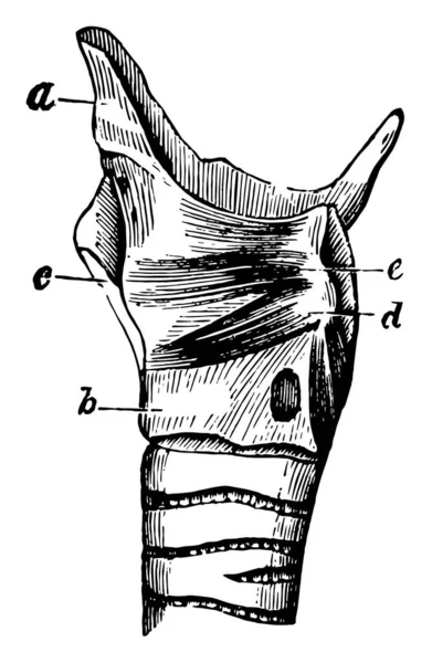 Esta Ilustração Representa Músculos Laringe Epiglote Desenho Linha Vintage Gravura —  Vetores de Stock