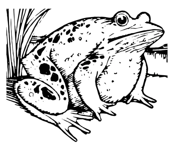 Aesop Proud Frog Comme Son Nom Indique Cette Scène Montre — Image vectorielle