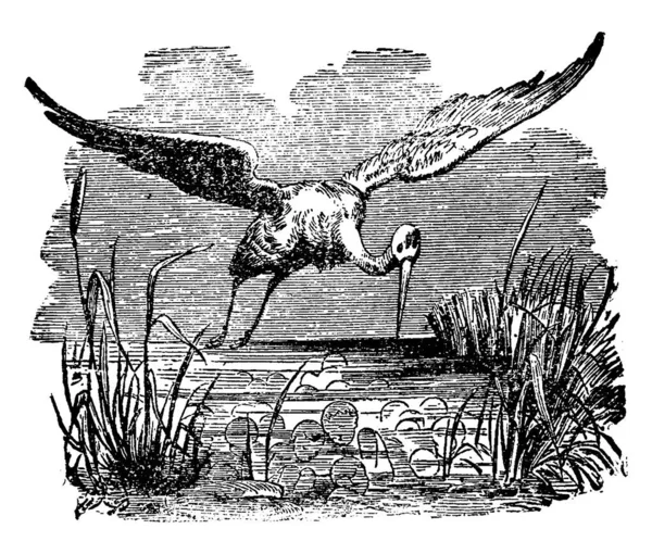 Ooievaar Vogel Vliegen Vintage Lijntekening Gravure Van Illustratie — Stockvector