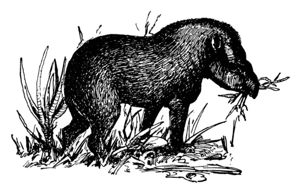 Animal Mangeant Herbe Dessin Ligne Vintage Illustration Gravure — Image vectorielle