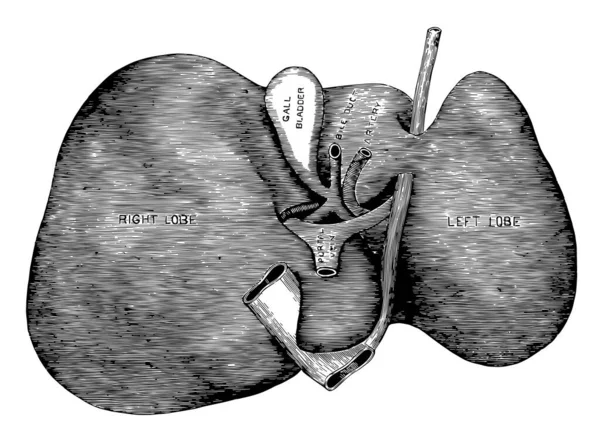 Deze Afbeelding Vertegenwoordigt Alvleesklier Vintage Lijntekening Gravure Illustratie — Stockvector