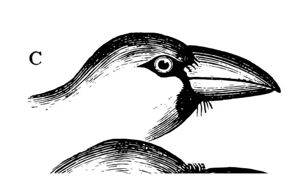 Image Represents Hawfinch Beak Vintage Line Drawing Engraving Illustration — Stock Vector