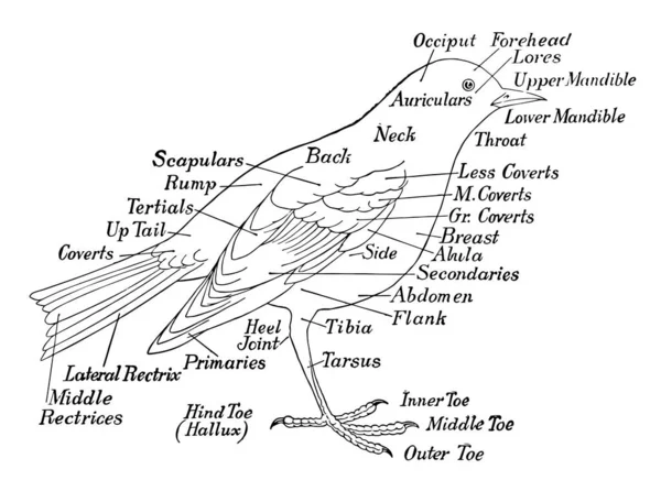 Dieses Diagramm Repräsentiert Beschriftete Vögel Vintage Linienzeichnung Oder Gravierillustration — Stockvektor