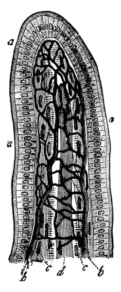 Діаграма Являє Кишкового Villus Vintage Штриховий Малюнок Або Ілюстрація Гравіювання — стоковий вектор