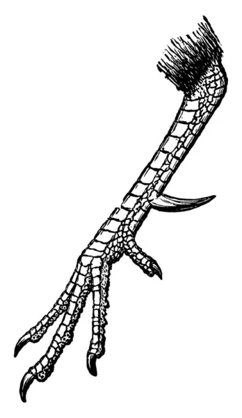 Петушиный Коготь Означает Жесткий Рост Внутренней Ноге Петуха Рисунок Винтажной — стоковый вектор