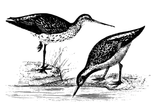 Godwit Larger Woodcock Long Beak Vintage Line Drawing Engraving Illustration — Stock Vector