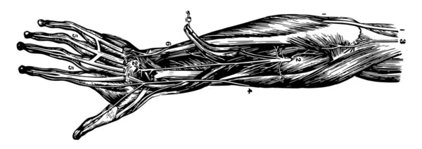 Esta Ilustração Representa Nervos Antebraço Mão Desenho Linha Vintage Gravura —  Vetores de Stock