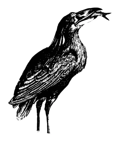 Boatbill Heron Disegno Legge Come Una Barca Rovesciata Disegno Linee — Vettoriale Stock