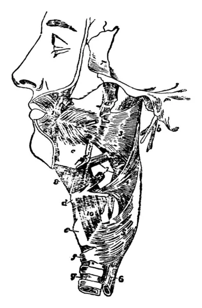 Illustration Represents Swallowing Muscles Vintage Line Drawing Engraving Illustration — Stock Vector