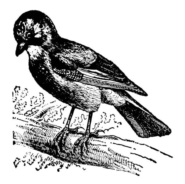 周杰伦是属于乌鸦家族的鸟类的流行名称 复古线条画或雕刻插图 — 图库矢量图片