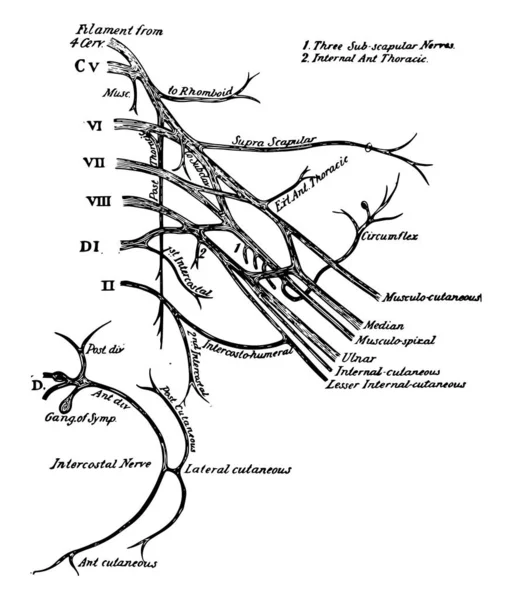 Diese Illustration Stellt Den Brachialplexus Der Rückenmarksnerven Dar Vintage Linienzeichnung — Stockvektor