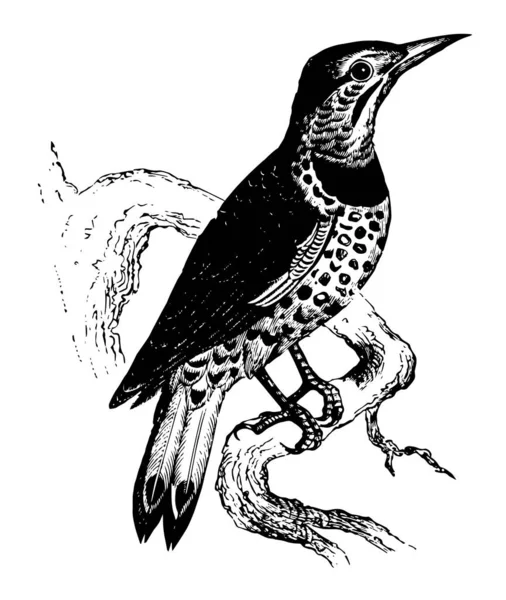 Złoty Woodpecker Skrzydlaty Jest Znana Zagnieżdżenie Własne Otwory Żywych Drzew — Wektor stockowy