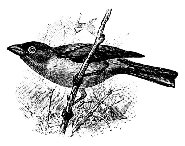 Rose Throated Tanager Uccello Originario Degli Stati Uniti Disegno Linee — Vettoriale Stock