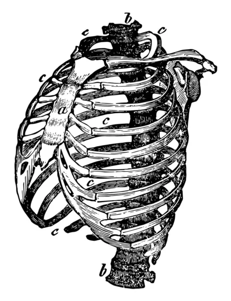 这个插图代表胸部的结构 复古线条画或雕刻插图 — 图库矢量图片