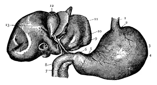 Ilustracja Przedstawia Żołądka Wątroby Vintage Rysowania Linii Lub Grawerowanie Ilustracja — Wektor stockowy