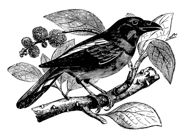 Java Eurylame Est Petit Oiseau Originaire Java Dessin Ligne Vintage — Image vectorielle