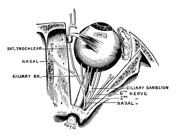 Ilustrasi Ini Mewakili Nerves Eye Gambar Garis Vintage Atau Ilustrasi - Stok Vektor