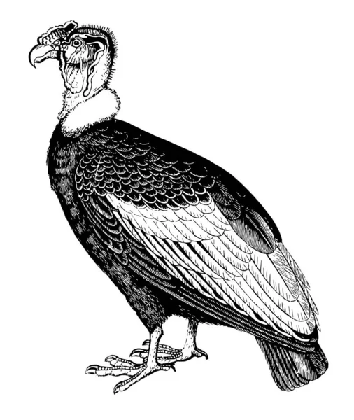 秃鹰现在非常罕见 复古线条画或雕刻插图 — 图库矢量图片