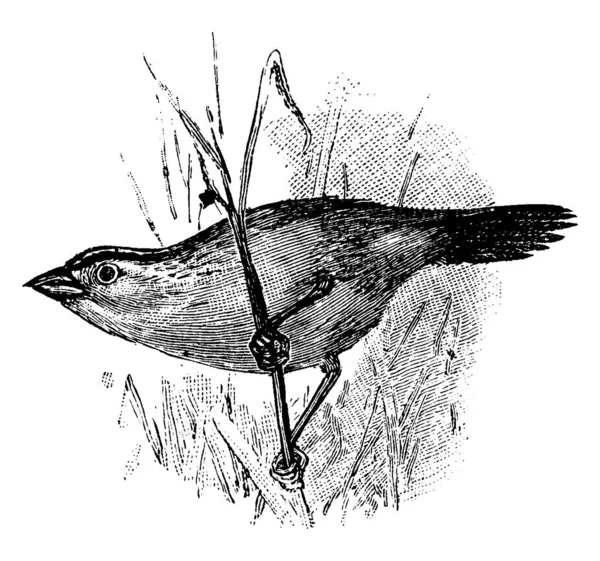 黄色翅蚱蜢麻雀栖息在一个细枝 复古线条画或雕刻插图 — 图库矢量图片