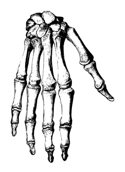 Этой Диаграмме Показаны Кости Руки Запястья Рисунок Винтажной Линии Гравировка — стоковый вектор