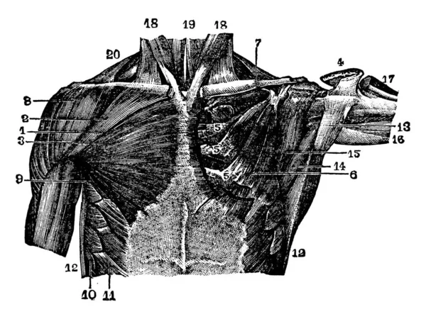Esta Ilustración Representa Músculos Región Torácica Dibujo Líneas Vintage Ilustración — Archivo Imágenes Vectoriales