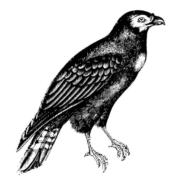 Caracara Doğangiller Ailesindeki Bir Yırtıcı Kuş Vintage Çizgi Çizme Veya — Stok Vektör