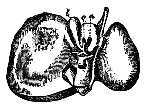 Este Diagrama Representa Fígado Desenho Linha Vintage Gravura Ilustração — Vetor de Stock