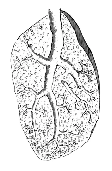 此插图表示肺的小叶 复古线条画或雕刻插图 — 图库矢量图片