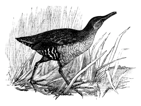 Virginia Rail Pájaro Color Oscuro Con Patas Marrones Anaranjadas Dibujo — Archivo Imágenes Vectoriales