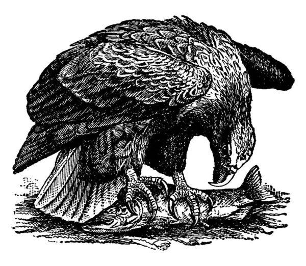 Sea Eagle Είναι Ένα Όνομα Που Δίνεται Πολλών Αρπακτικών Πουλιών — Διανυσματικό Αρχείο