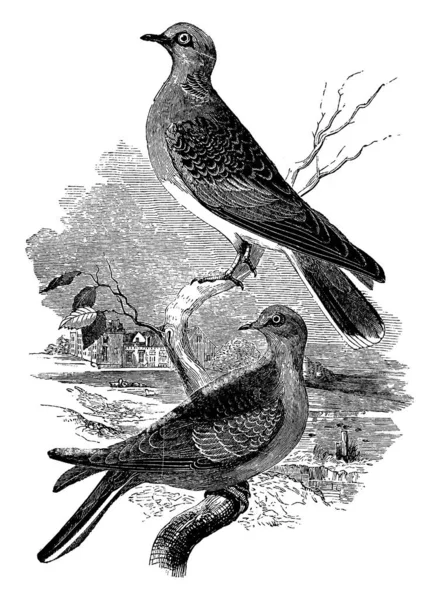 Turtle Doves Roosting Branch Vintage Line Drawing Engraving Illustration — Stock Vector