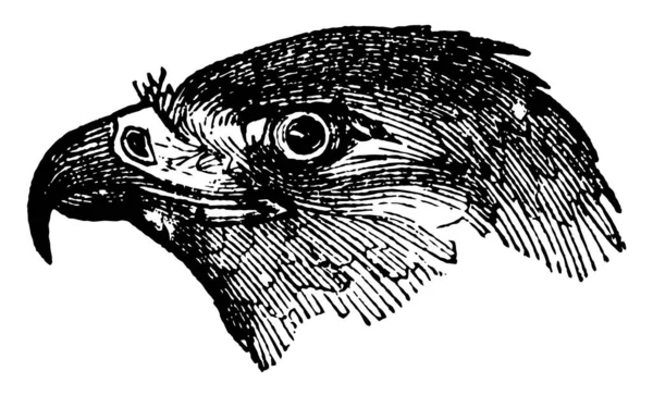 Este Diagrama Representa Cabeza Águila Dibujo Línea Vintage Ilustración Grabado — Vector de stock