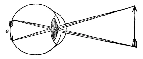 Cette Illustration Représente Inversion Objets Par Oeil Dessin Ligne Vintage — Image vectorielle