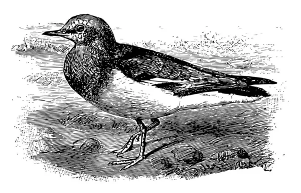 Magelhaenplevier Een Kleine Waadvogel Vintage Lijntekening Gravure Illustratie — Stockvector