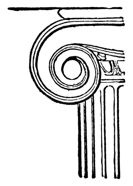 离子首都的沃尔特 在离子中使用的螺旋形卷轴 一种主要的装饰品 前者被称为Voluta 查尔斯 伦纳德 斯图亚特 老式线条绘画或雕刻插图 — 图库矢量图片