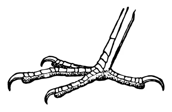 Denna Bild Föreställer Foten Hönan Vintage Linje Ritning Eller Gravyr — Stock vektor