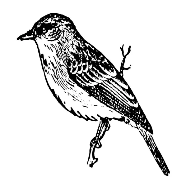 Pewee Est Une Petite Flycather Dessin Ligne Vintage Illustration Gravure — Image vectorielle