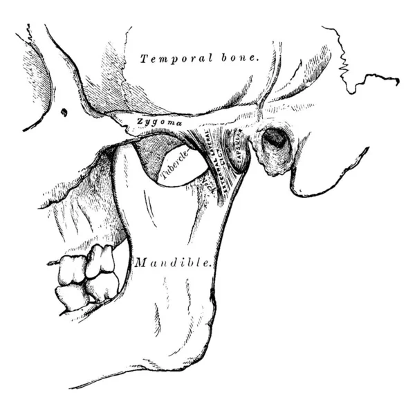 Цій Ілюстрації Являє Собою Temporomandibular Vintage Штриховий Малюнок Або Ілюстрація — стоковий вектор