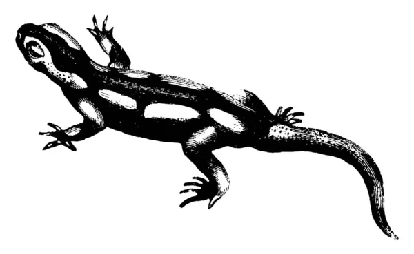 Salamander Kde Tělo Černé Bradavičnaté Dlouhou Nepravidelný Žluté Skvrny Které — Stockový vektor