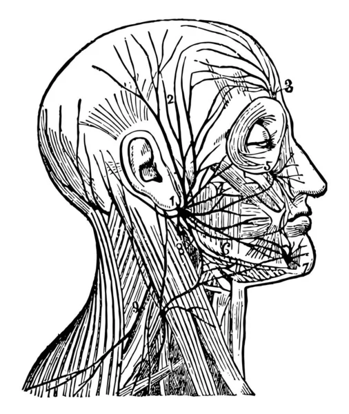 Esta Ilustración Representa Nervio Facial Dibujo Línea Vintage Ilustración Grabado — Vector de stock