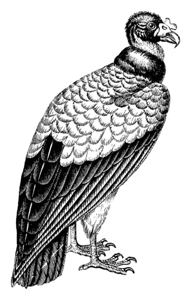 秃鹫是掠食鸟的猎物 复古线条画或雕刻插图 — 图库矢量图片