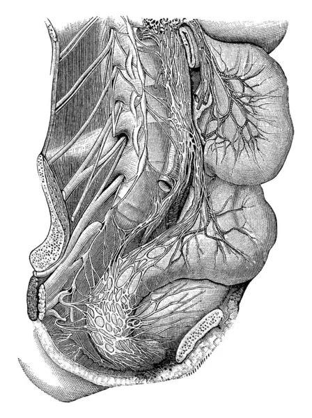 Cette Illustration Représente Des Plexus Des Nerfs Sympathiques Dessin Ligne — Image vectorielle