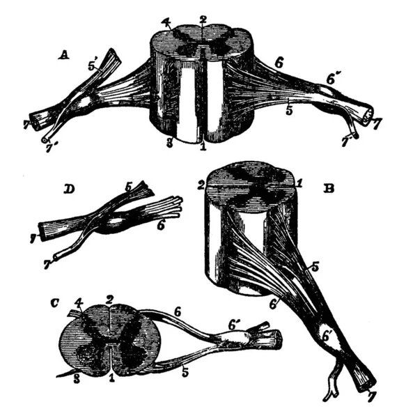 颈部脊髓部分的不同视图与神经的根稍微扩大 复古线条画或雕刻插图 — 图库矢量图片