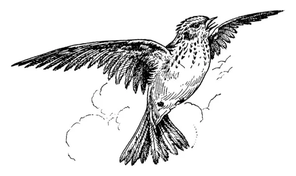 Skylark Pequeño Pájaro Paseriforme Dibujo Línea Vintage Ilustración Grabado — Archivo Imágenes Vectoriales