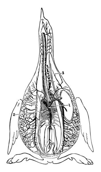 Arterias Del Tronco Pájaro Dibujo Línea Vintage Ilustración Grabado — Archivo Imágenes Vectoriales