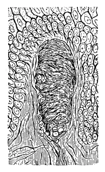 这个插图代表皮肤的山雀 复古线条画或雕刻插图 — 图库矢量图片