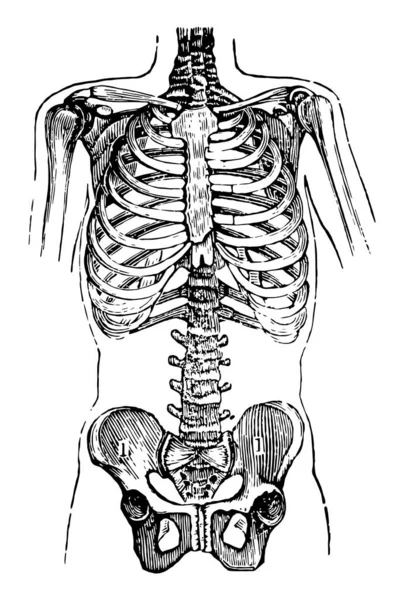この図は 胸部と骨盤 ビンテージの線描画や彫刻イラストを表します — ストックベクタ