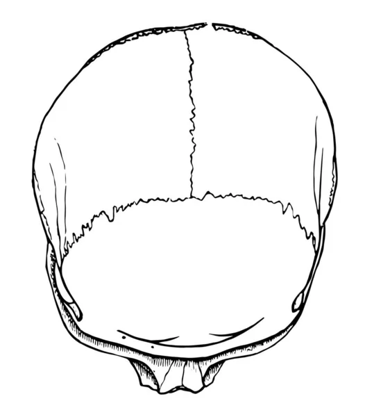 Ilustrasi Ini Mewakili Brachycephalic Cranium Gambar Garis Vintage Atau Ilustrasi - Stok Vektor