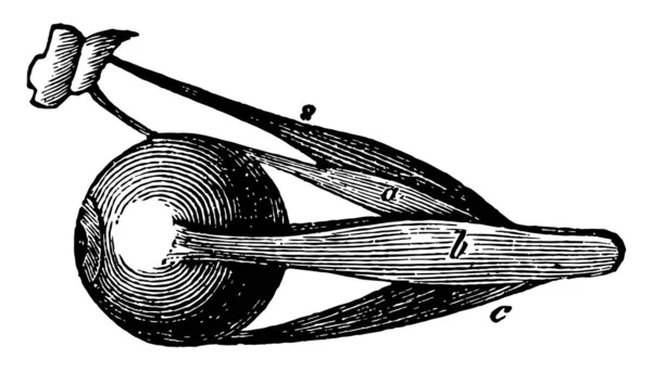 Esta Ilustração Representa Músculos Globo Ocular Desenho Linha Vintage Gravura — Vetor de Stock