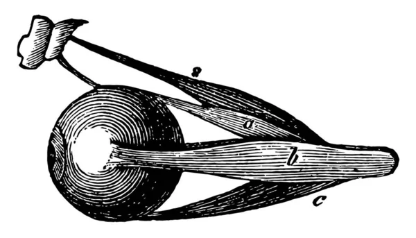 这个插图代表眼球肌肉 复古线条画或雕刻插图 — 图库矢量图片